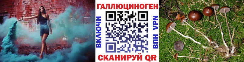 Купить где  Курск  Галлюциногенные грибы Psilocybine cubensis 